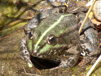 Close-up of turtle in water