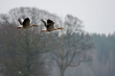 Low angle view of geese flying against bare trees