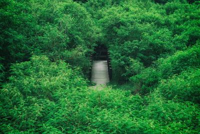 Plants in forest