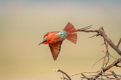 Close-up of bird perching on branch