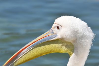 Close-up of pelican against sea