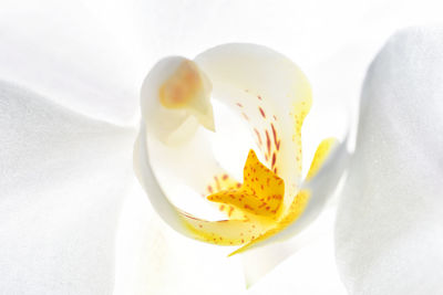 Close-up of flower over white background