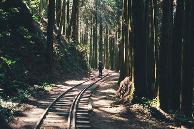 Road amidst trees in forest