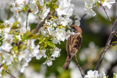 Close-up of sparrow perching on cherry blossom 