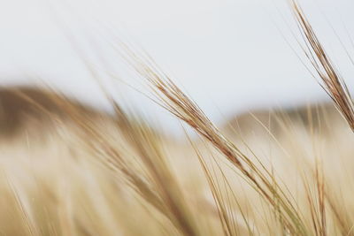 Close-up of wheat growing on field against sky