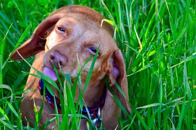 Dog standing on field