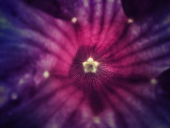 Close-up of purple flower