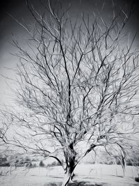 Bare trees on snow covered landscape