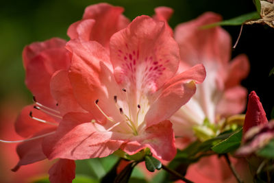 Close-up of pink flowering plant