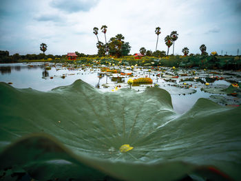 Lotus water lily in lake against sky