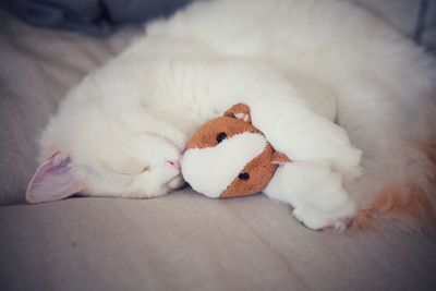 Close-up of domestic cat sleeping with teddy bear