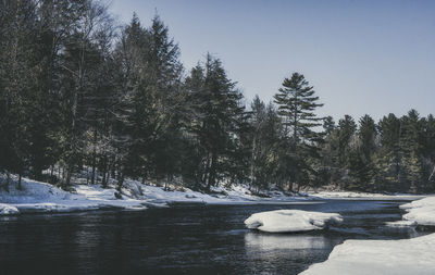 Frozen lake by trees against clear sky during winter