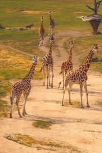 Giraffe walking in a field