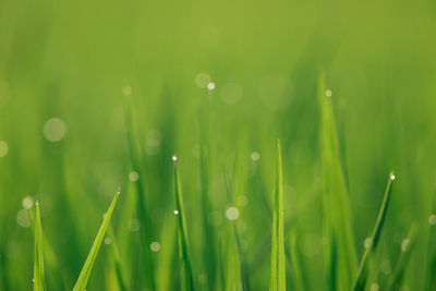 Morning dew on the meadow