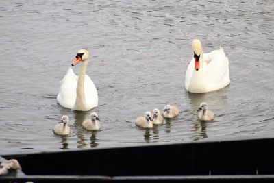 Swans swimming on lake