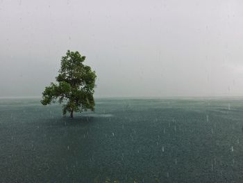 Tree on field against sky during rainy season