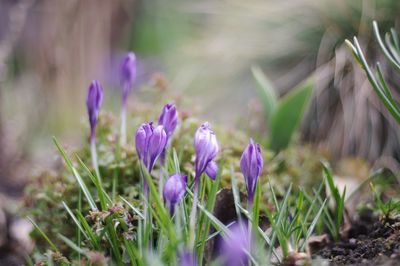 Close-up of purple crocus flowers on field