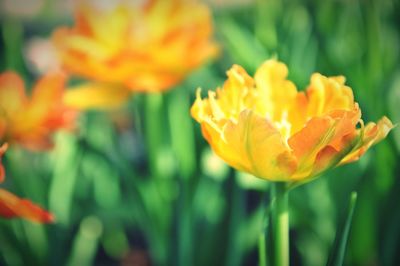 Close-up of yellow flowering plant on field