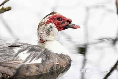 Close-up of a duck in a lake
