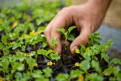 Cropped hand of person planting plant on soil