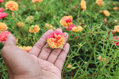 Close-up of hand holding small red flower