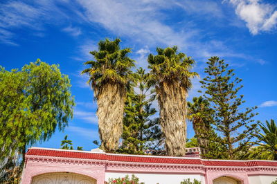 Low angle view of palm trees against sky