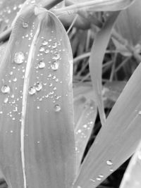 Close-up of water drops on leaf