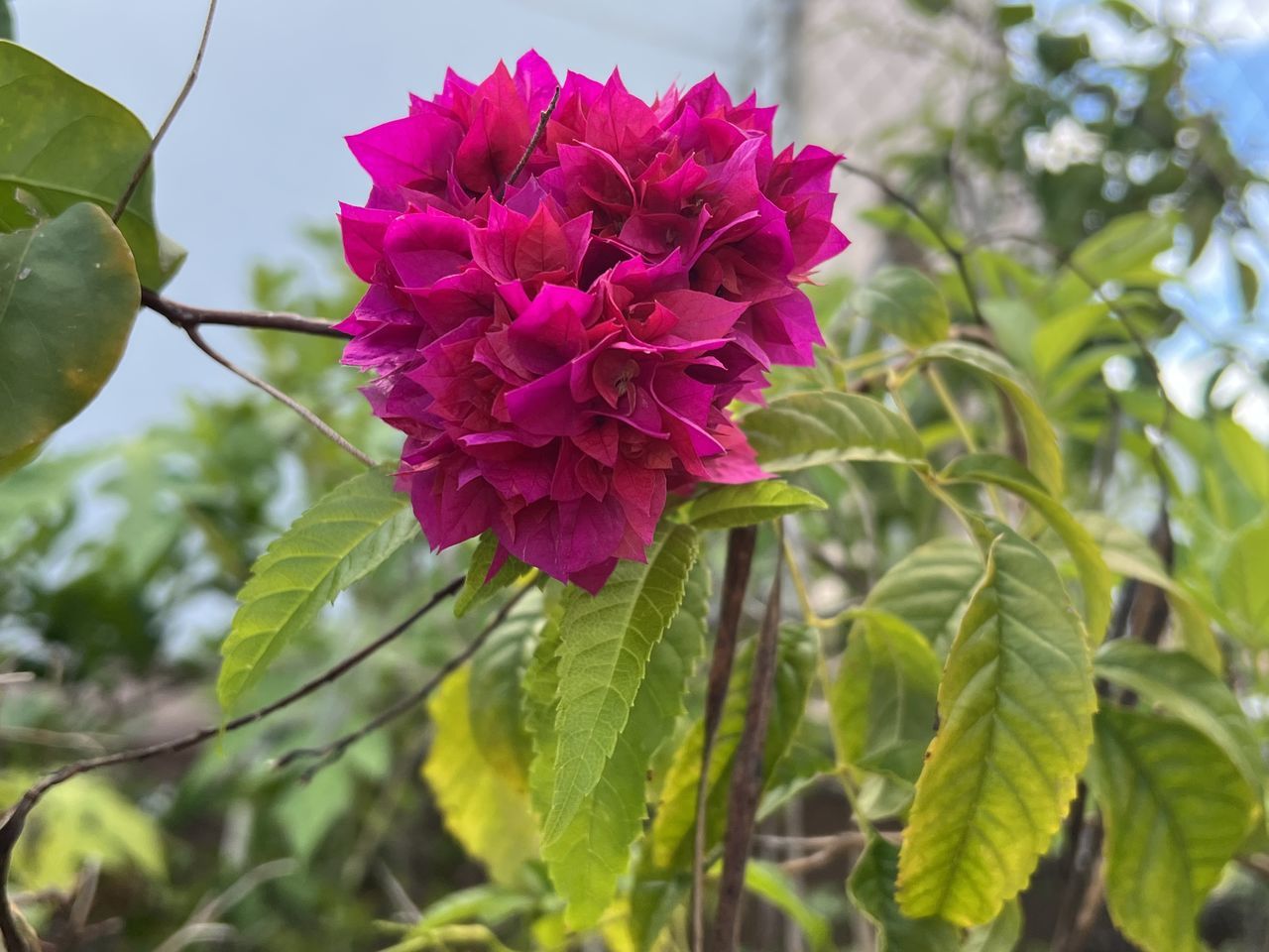 plant, flower, flowering plant, beauty in nature, plant part, leaf, freshness, nature, pink, close-up, growth, petal, blossom, fragility, inflorescence, flower head, green, shrub, no people, outdoors, focus on foreground, tree, springtime, botany, food and drink, day, magenta, summer