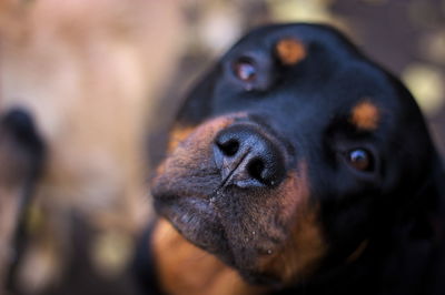 Close-up of dog looking away