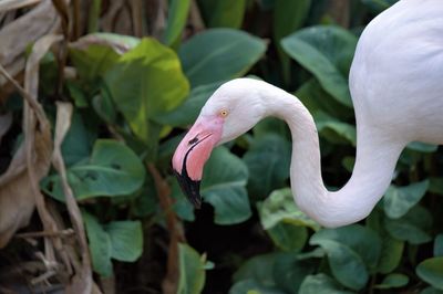 Close-up of a bird