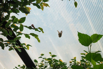 leaf
