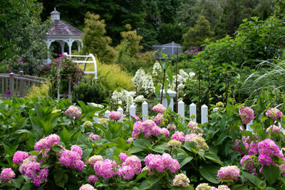 Purple flowering plants in garden