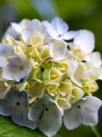 Close-up of white flowers blooming outdoors