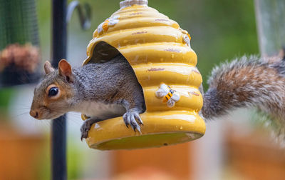 Close-up of squirrel eating food