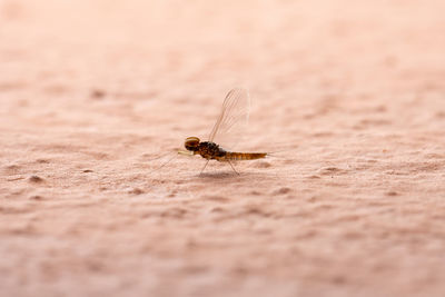 Close-up of insect on land