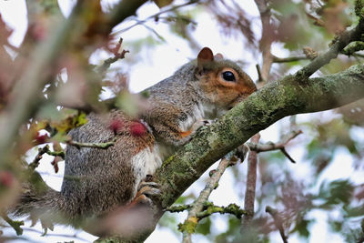 Low angle view of squirrel on tree