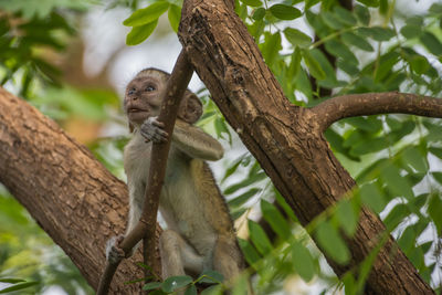 Low angle view of monkey on tree branch