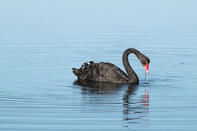 Black swan swimming in lake