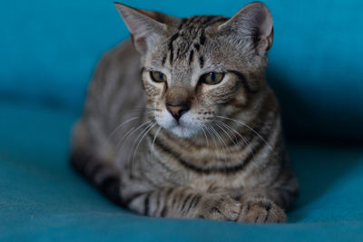 Close-up portrait of a cat