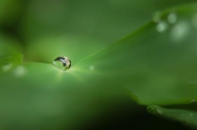 Close-up of housefly on leaf