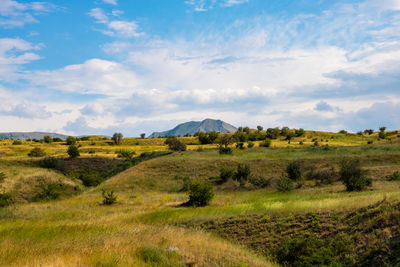 Scenic view of field against sky