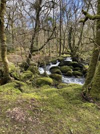 View of stream flowing through rocks in forest