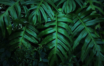 Close-up of green leaves