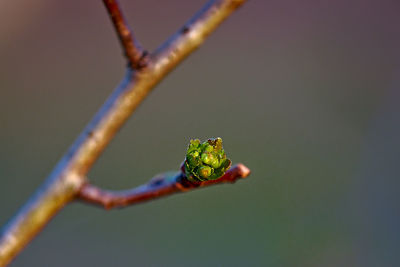 Extreme close-up of plant growing outdoors