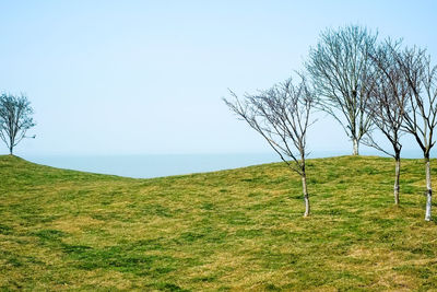 Tree on field against clear sky