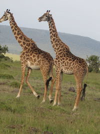 Giraffe on field against sky