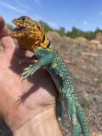 Close-up of lizard on tree trunk