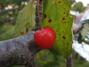 fruit