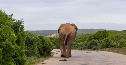 Elephant in the wild and savannah landscape of south africa