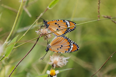 Close-up of butterfly pollinating flower